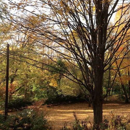 yellow_maples_thumb