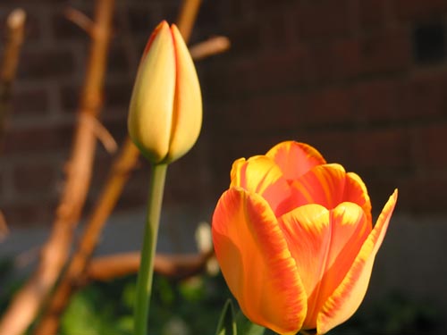 [Harvey's orange tulips]