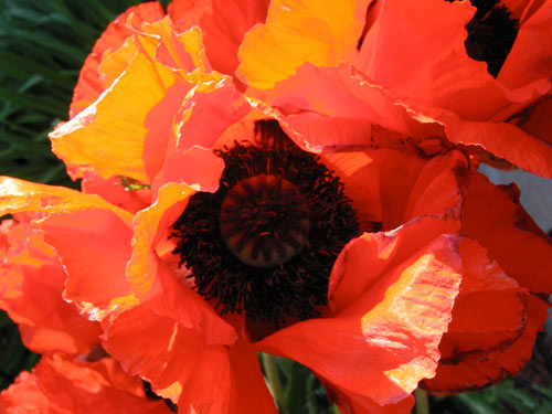 [open poppy]