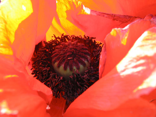 [open poppy, closer]