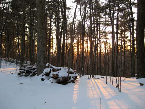 [snowy woods at sunset]