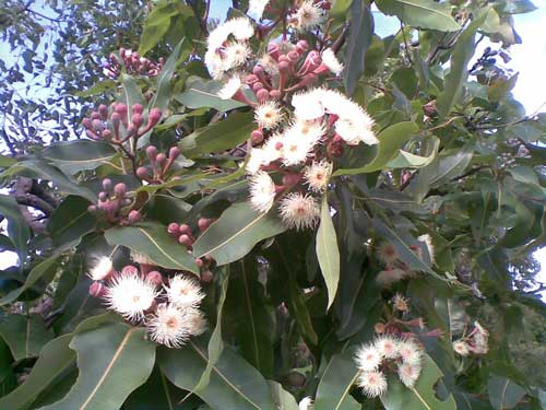 [white eucalyptus blossoms, pink stems and long, smooth leaves]