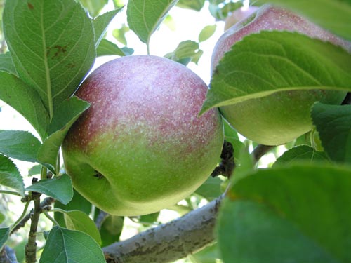 [close-up of two apples on the branch]