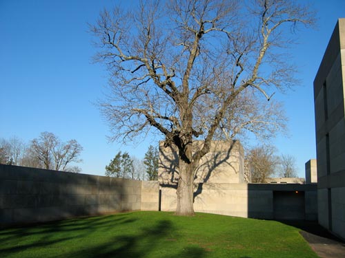 [bare old tree at the Center for the Arts]