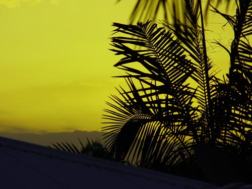 [yellow skies over the roof with palm trees in silhouette]