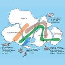 [Gondwana fossil map]