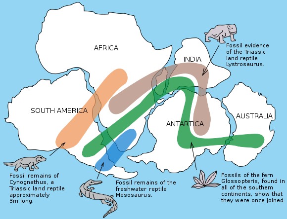 [Gondwana fossil map]