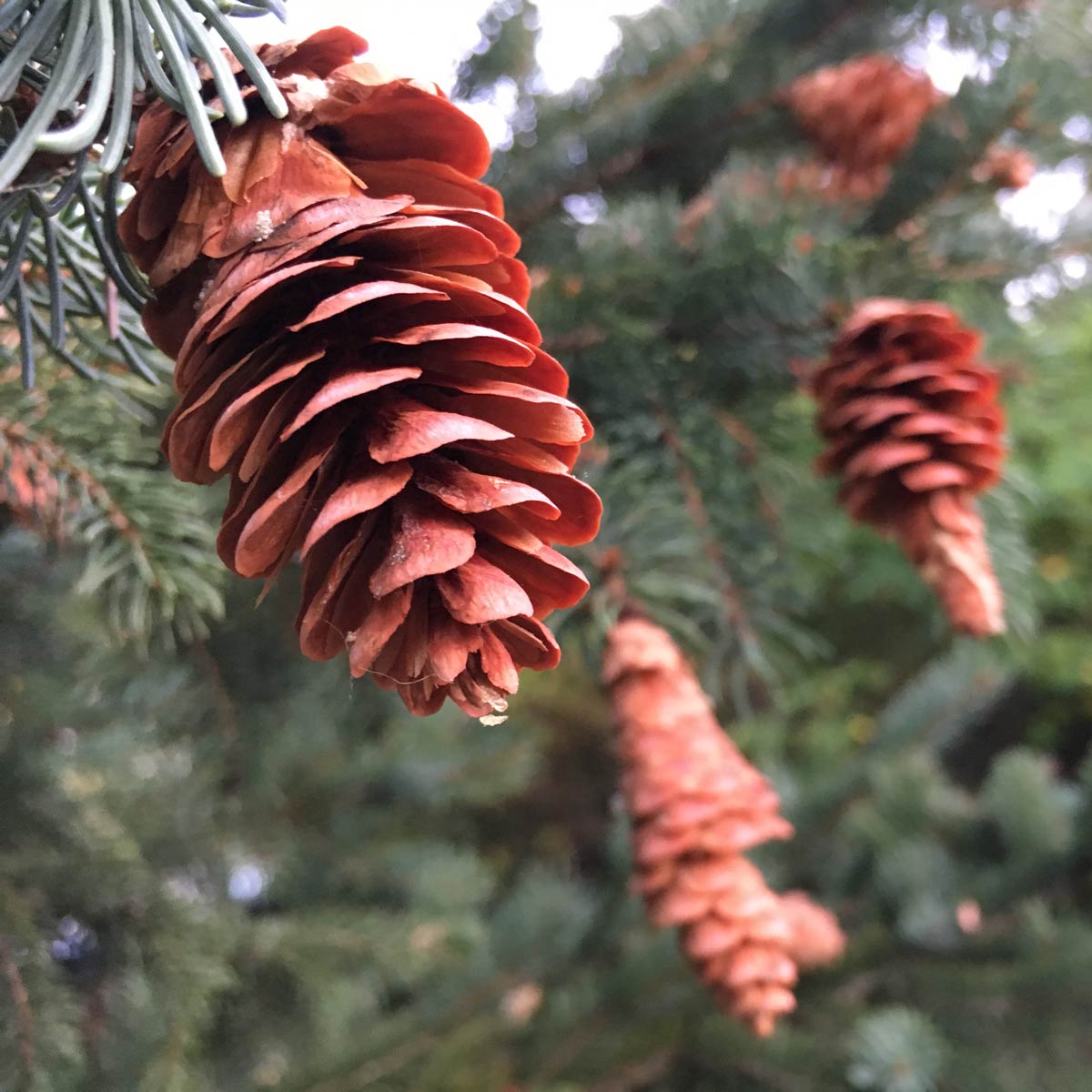pine cones on the branch