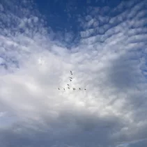 a flock of geese flying in a V against a cloud in the vague shape of outspread wings