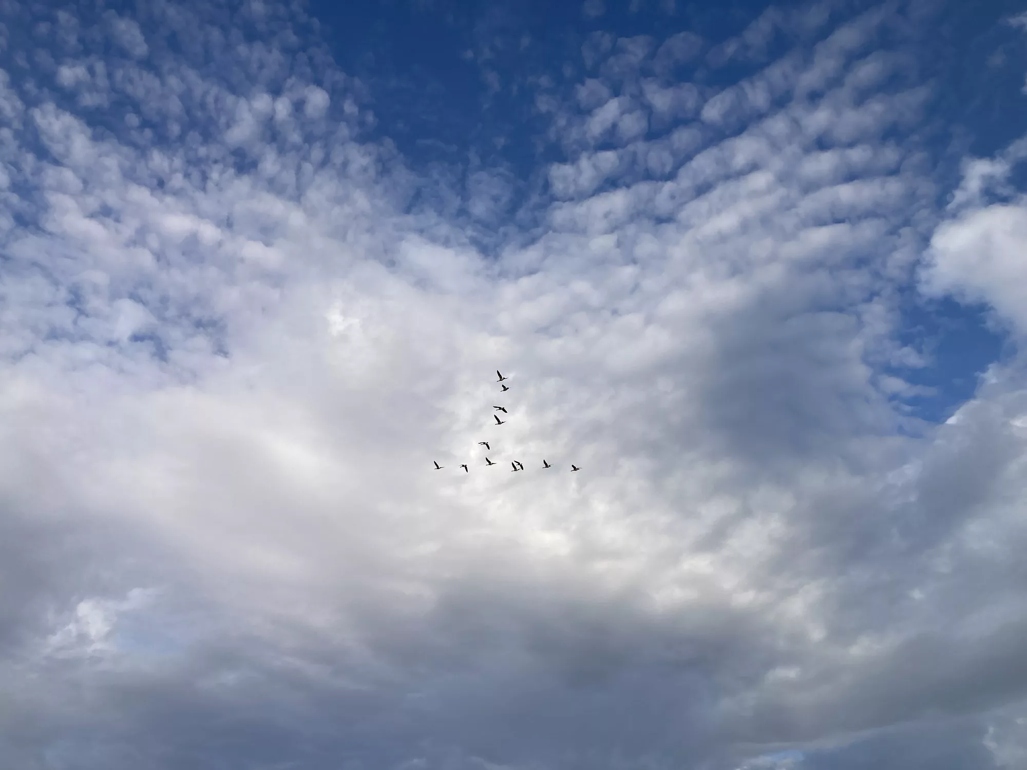 A flock of geese flies in a V in front of a cloud that looks like raised up wings