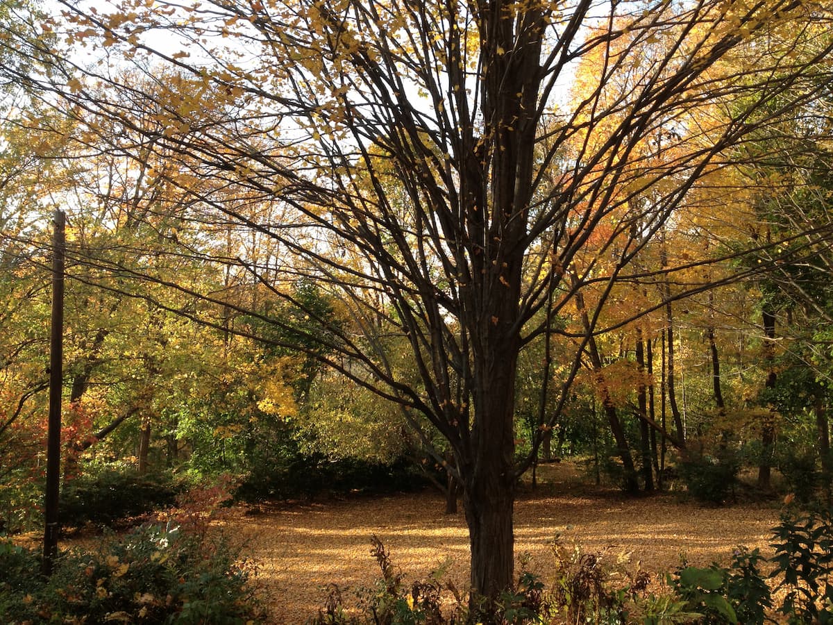 maple tree trunk and branches in foreground with a carpet of yellow leaves behind